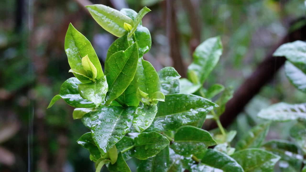 planta verde con hojas mojadas salpicadas de agua y gotas de lluvia durante un aguacero en los trópicos en una isla tropical