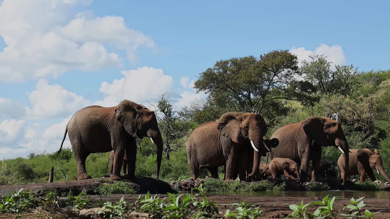 Group Of African Elephants On Waterholes Of Madikwe Game Reserve In South Africa. Static Shot