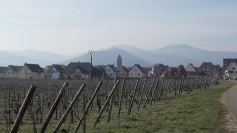 vineyard in winter near the village of kaysersberg, france