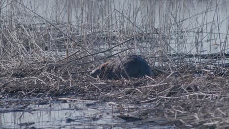 Wild-beaver-swimming-in-lake-and-making-splashes