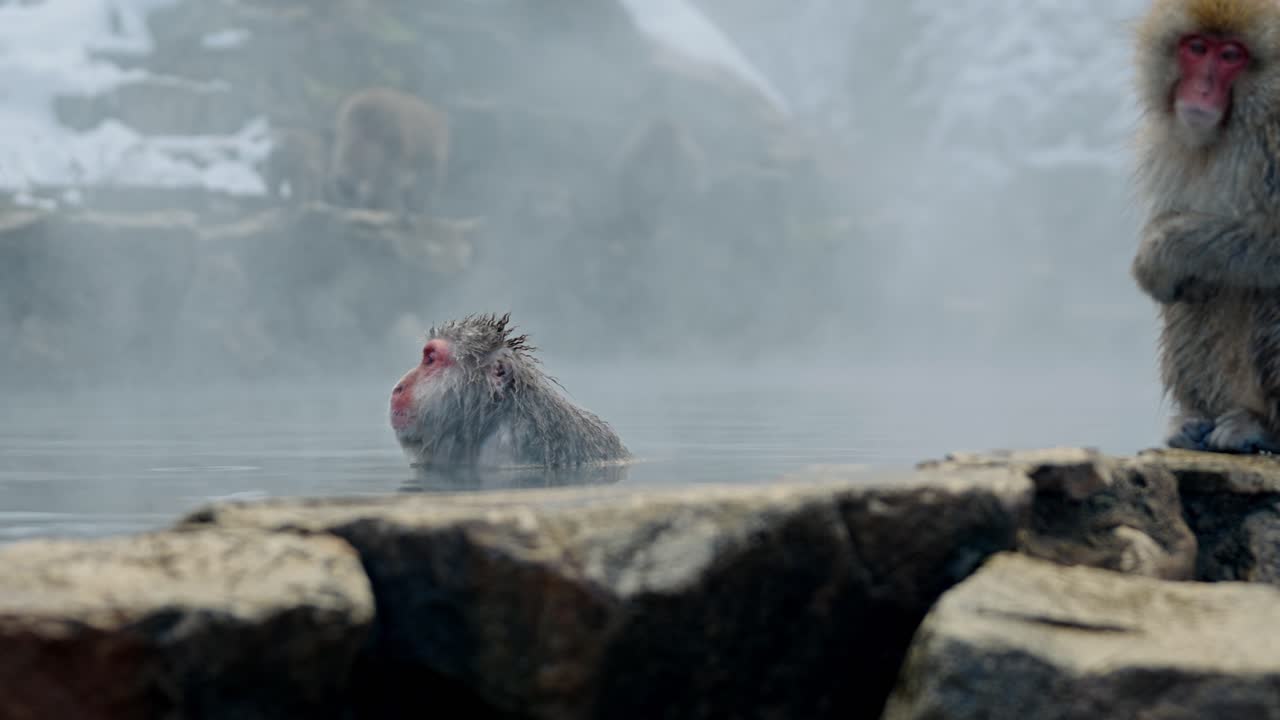 A cinematic panoramic panning shot capturing a snow monkey soaking in the hot springs at Jigokudani Onsen, surrounded by a breathtaking snow-covered landscape.