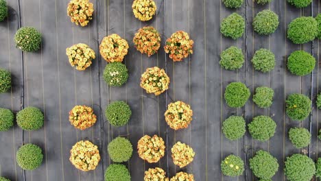 top down aerial of chrysanthemum mum flowers blooming in outdoor plant nursery