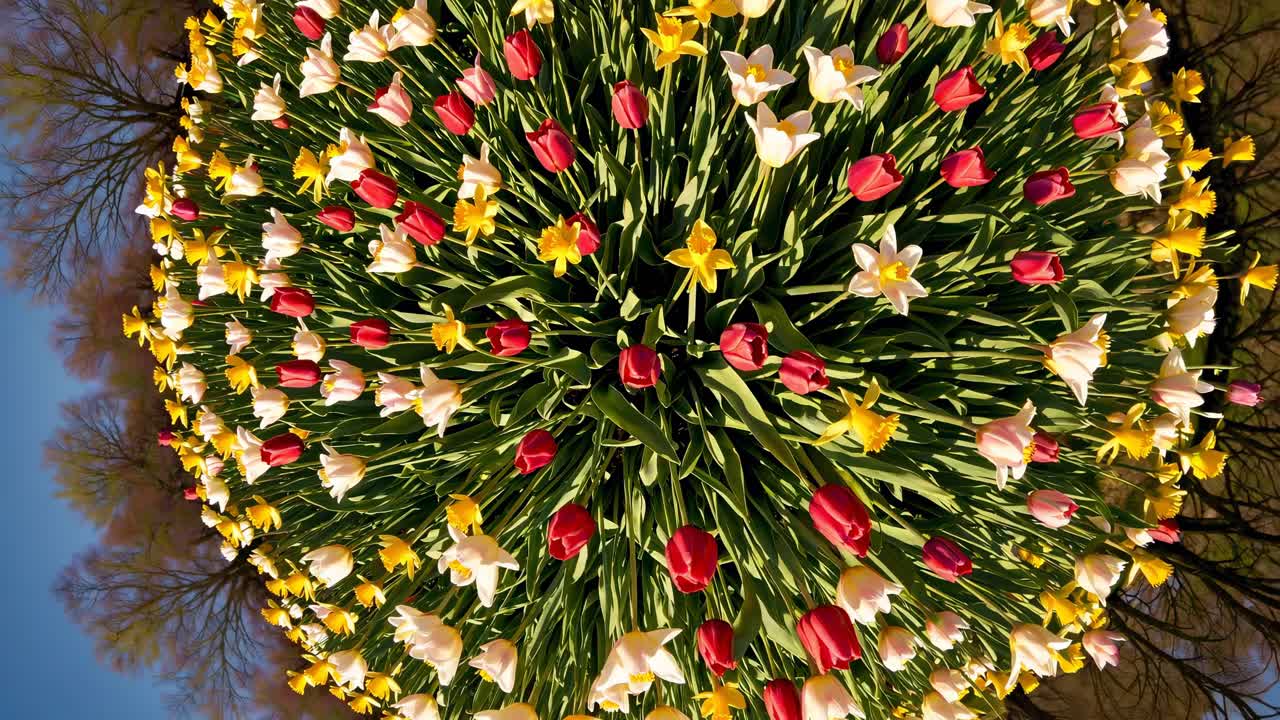 A mesmerizing video showcasing a vibrant circular flower arrangement, blending colors and nature