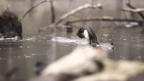 female hooded merganser preening on a log in the water