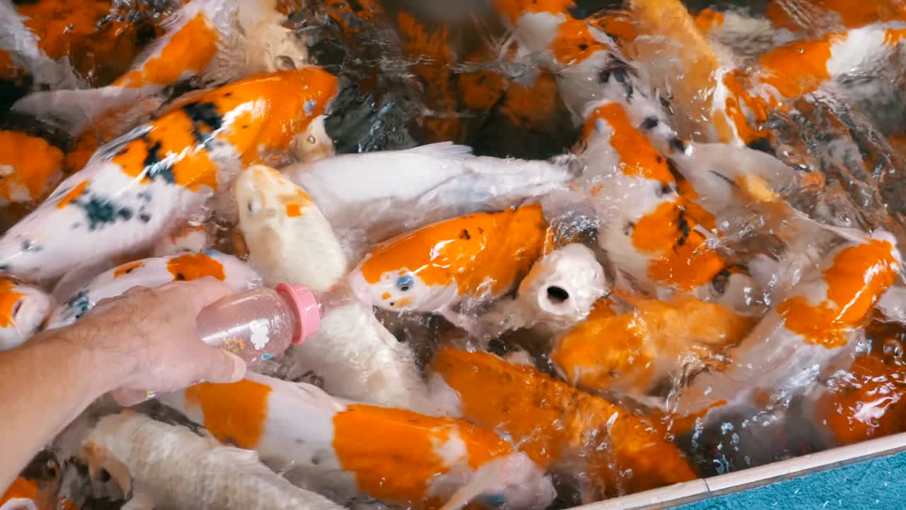 질이 있는 병에서 다채로운 일본 은 카프를 먹이는 태국