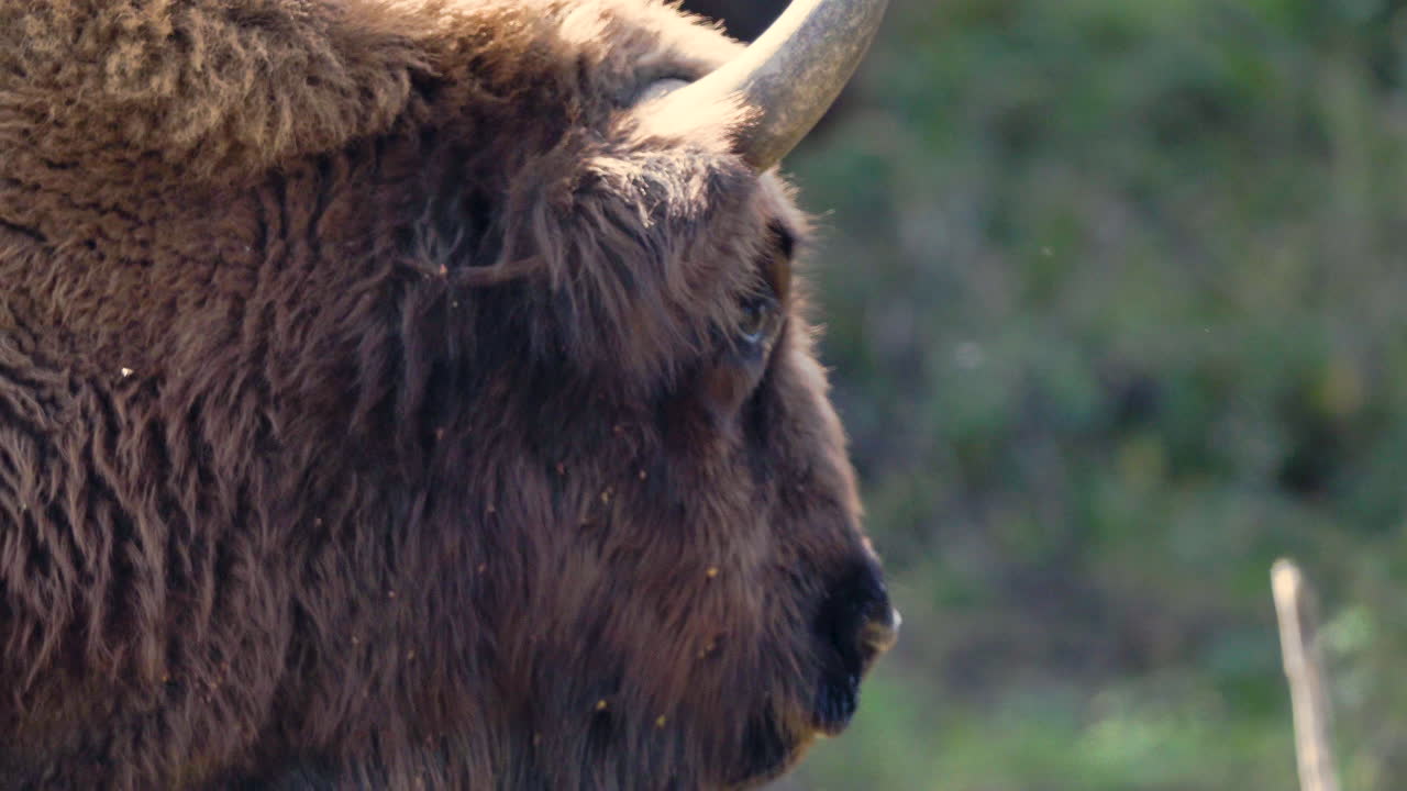primer plano de un toro bonasus bisonte europeo girando la cabeza, república checa