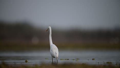 great egret hunting fish in pond