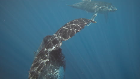 Humpback whale tail fluke with jagged edge shimmers as light rays dance across