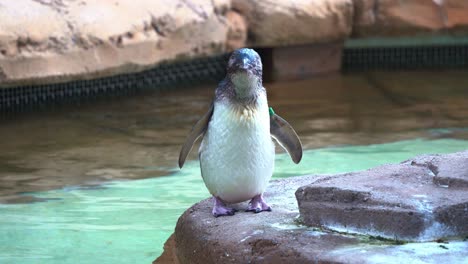 full body shot of a little penguin, also known as fairy penguin, eudyptula minor novaehollandiae standing at the shore, curiously wondering around its surrounding environment and calling for its mate