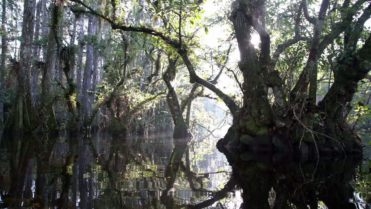 Panning shot through a foggy swamp in the Everglades
