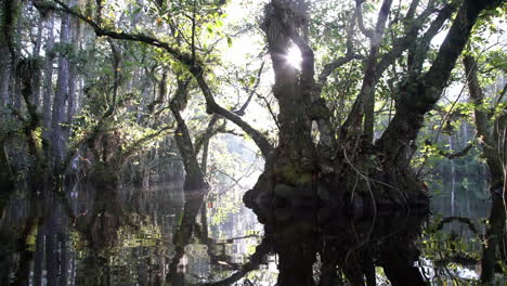 panning shot through a foggy swamp in the everglades