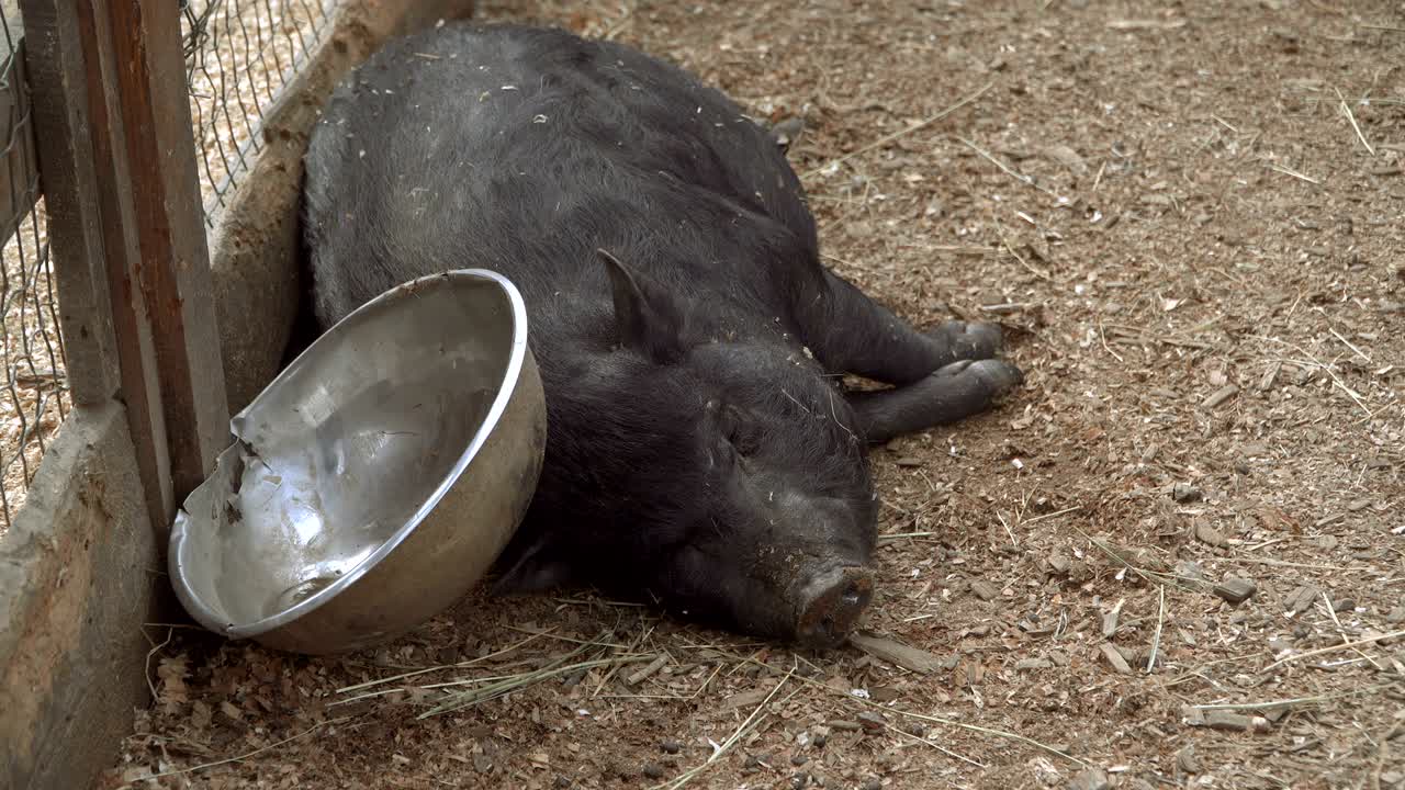 돼지는 잠을 자고 있다.