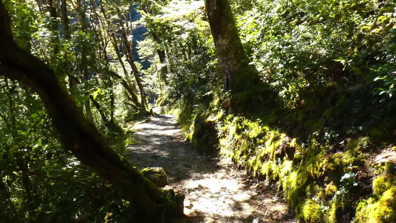 Caminando por la sección cuesta abajo de un sendero a través de un hermoso bosque de hayas de montaña - Caminata a la Cascada Devil's Punchbowl, Parque Nacional Arthur's Pass
