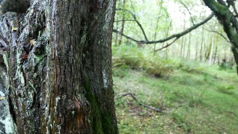 Spooky-woodland-trail-reveal-behind-tree-trunk-in-daytime-forest-wilderness-autumn-foliage