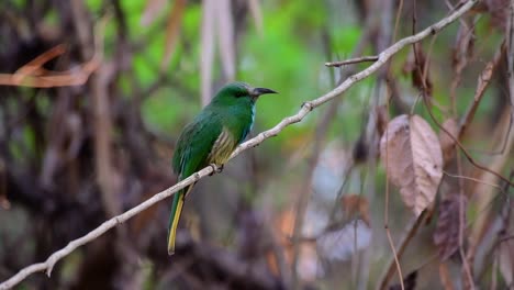 el abejaruco de barba azul se encuentra en la península de malaya, incluida tailandia, en claros de bosques particulares