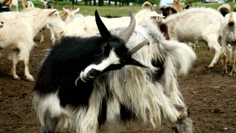 funny goat on the farm. herd of goats on nature pasture. wildlife and ecology.