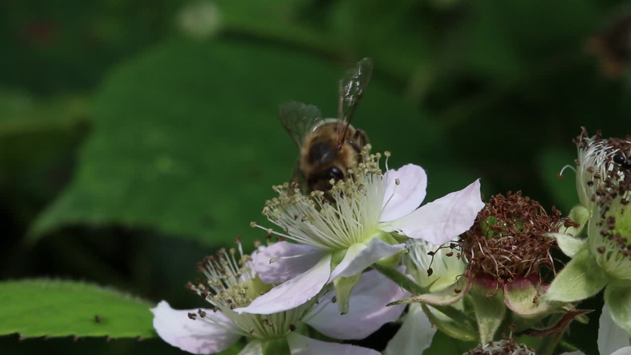 A Honeybee visiting a Bramble Flower. June. UK