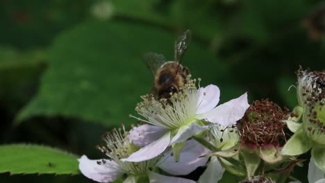 A-Honeybee-visiting-a-Bramble-Flower.-June.-UK