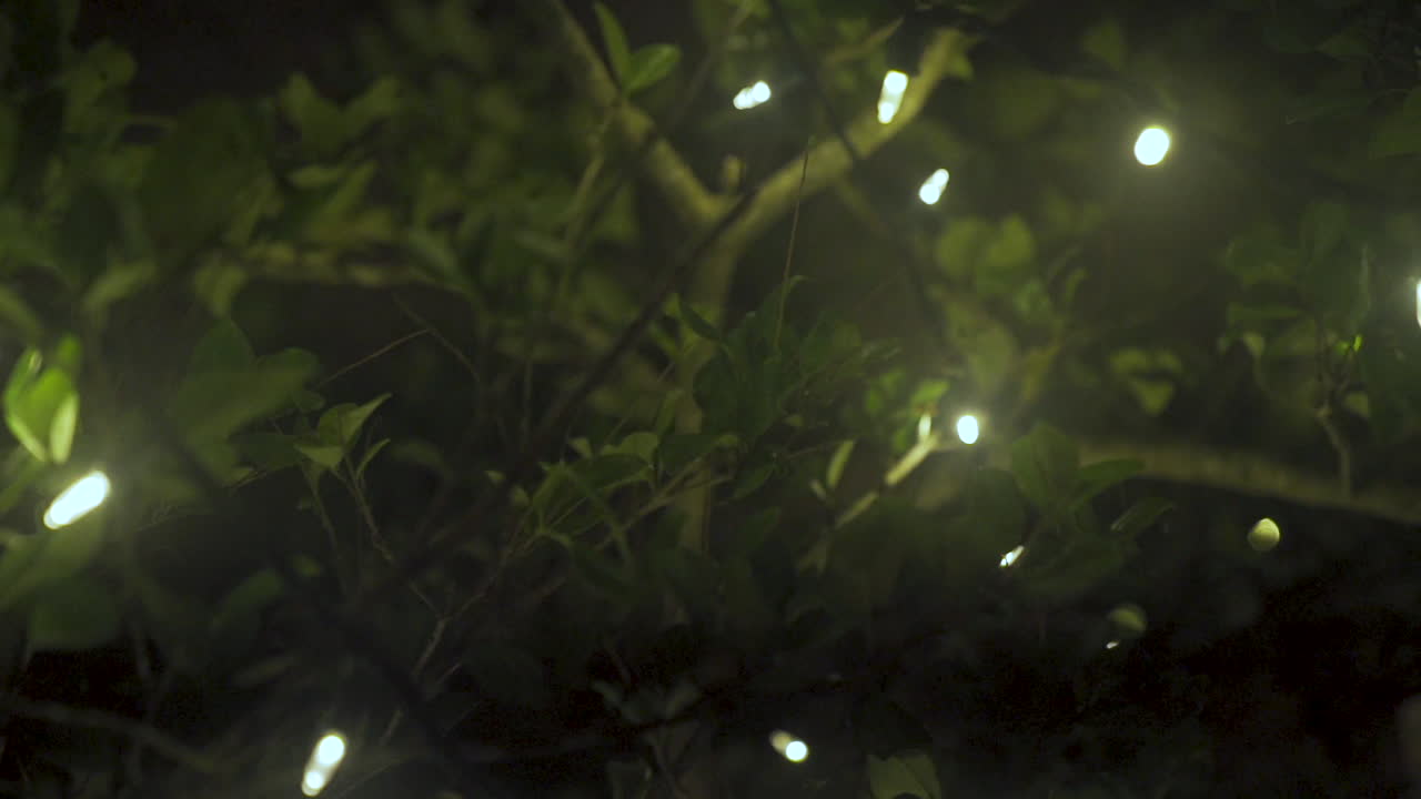 Fairy lights string through tree branches. Detail slider shot