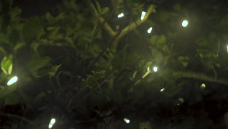fairy lights string through tree branches. detail slider shot