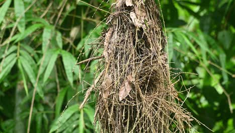 hanging nest spinning around with a strong wind revealing the mother bird inside