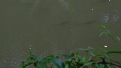 Carpa-De-Arroyo-Soro,-Neolissochilus-Soroides-Una-Pequeña-Escuela-Vista-Luchando-Contra-La-Corriente-Del-Río-Mientras-Buscan-Comida-En-El-Río-En-El-Parque-Nacional-Khao-Yai,-Tailandia