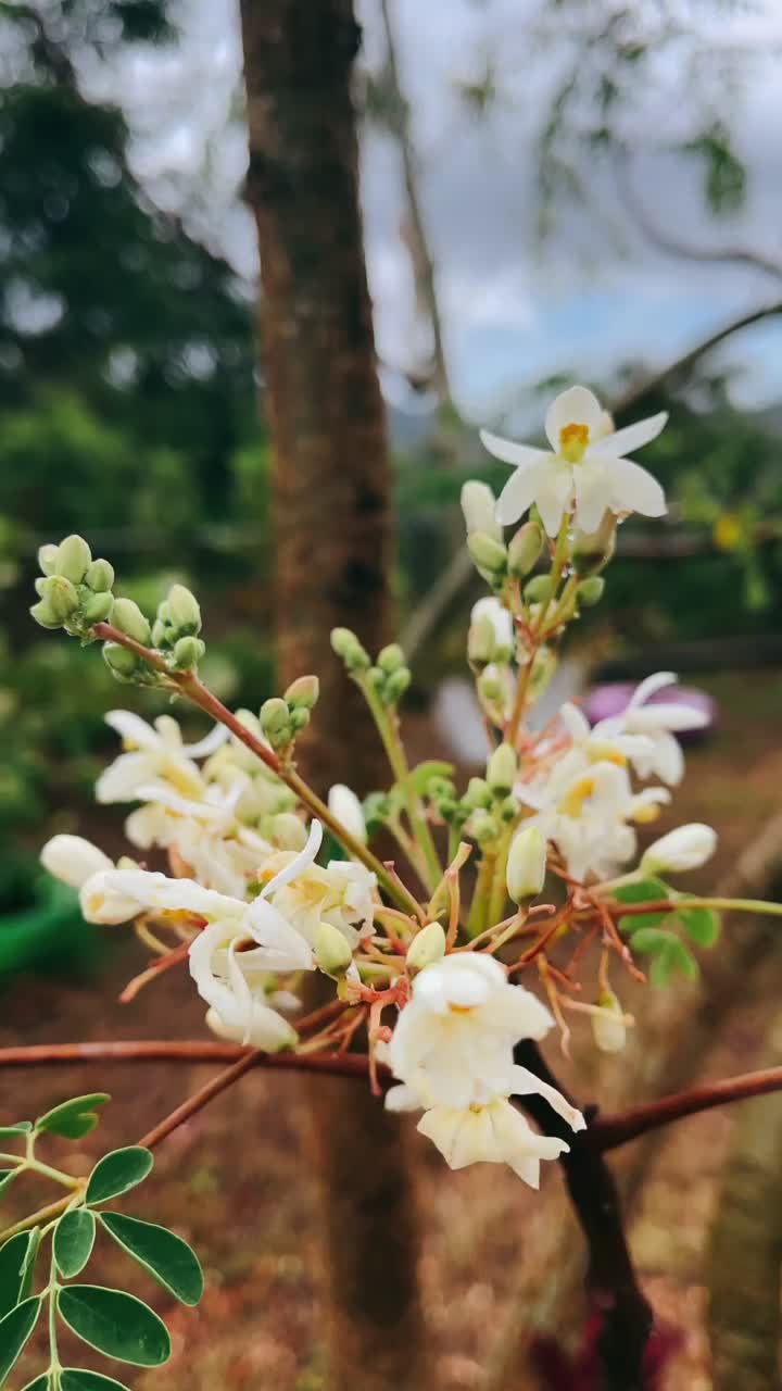 Moringa Flowers in Bloom