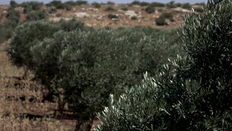 filas de viejos olivos en un bosque en israel