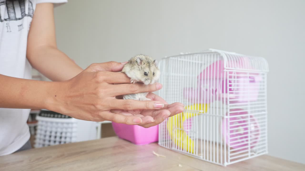 여자 그녀의 손에 귀여운 회색 햄스터와 함께 놀고