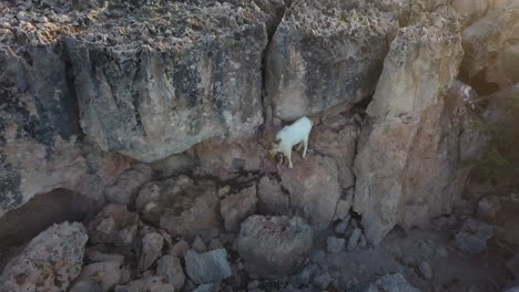 a white wild goat standing on the rocky side of a scenic mountain cliff in aruba