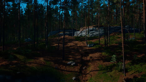 Deep-Scandinavian-woods-on-a-late-summer-evening