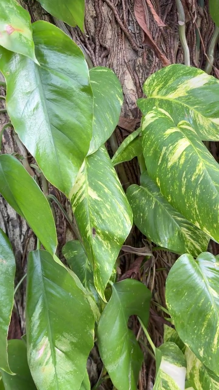 Enredadera de Pothos variegada creciendo en la corteza de un árbol.
