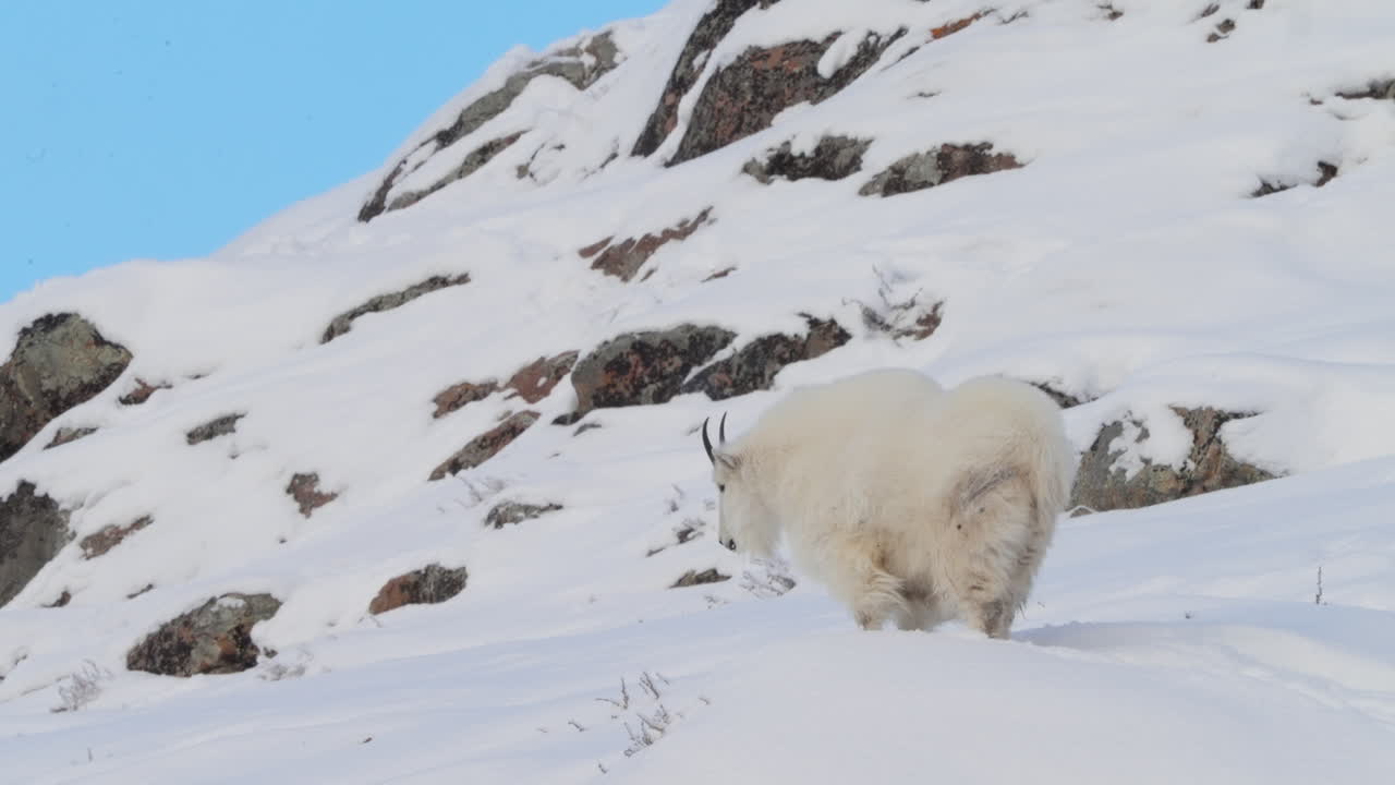 A white-furred mountain goat, sporting large horns, takes a restful pause on a rocky, snow-covered hillside in Yukon, Canada. An intimate look at hardy North American wildlife.