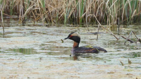 forrajes de grebe con cuernos en un lago poco profundo en el territorio de yukon, canadá