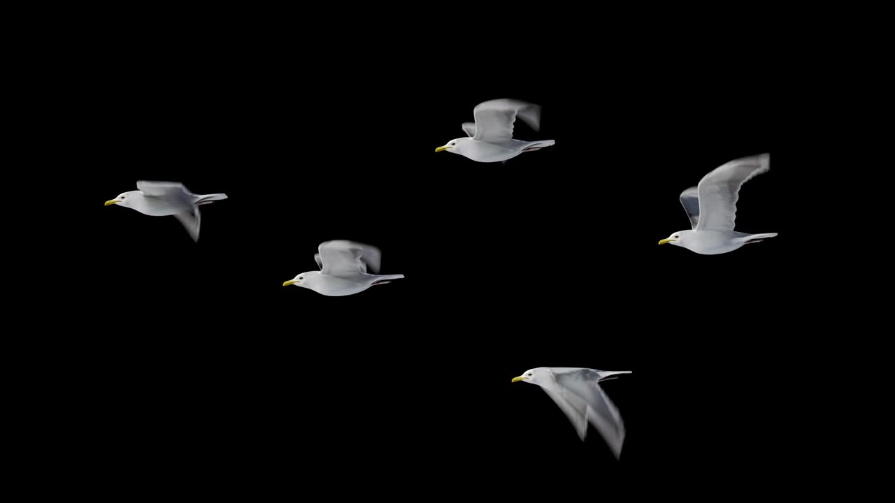 group of Seagulls flying loop with Alpha channel