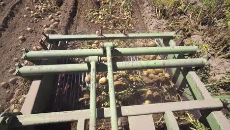 potato harvest. potato harvester harvests potatoes in the field.