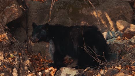 Oso-Negro-Cavando-En-Busca-De-Comida