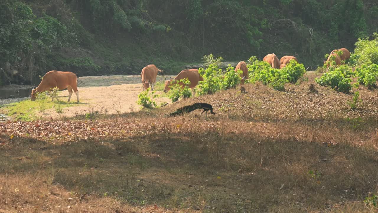 A Green Peafowl, Pavo muticus foraging while the Tembadau or Banteng are moving at the background at the dry riverbed, Bos javanicus, Thailand
