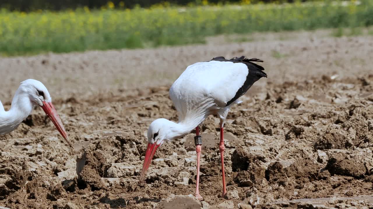 Primo piano di cicogne bianche che raccolgono insetti per cibo in un campo agricolo durante un giorno d'estate
