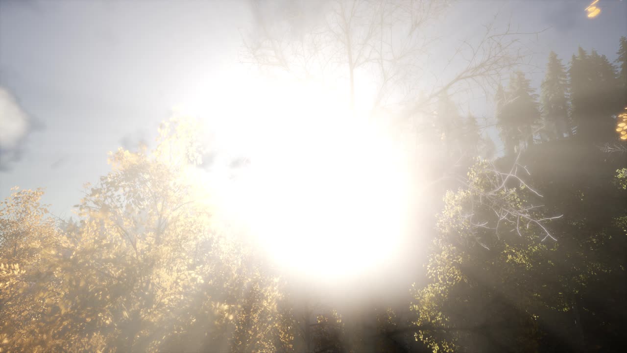 나무들을 가로지르는  ⁇ 빛