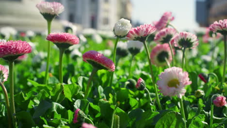 pink flowers growing garden in city nature. beautiful daisy blossom in flora.