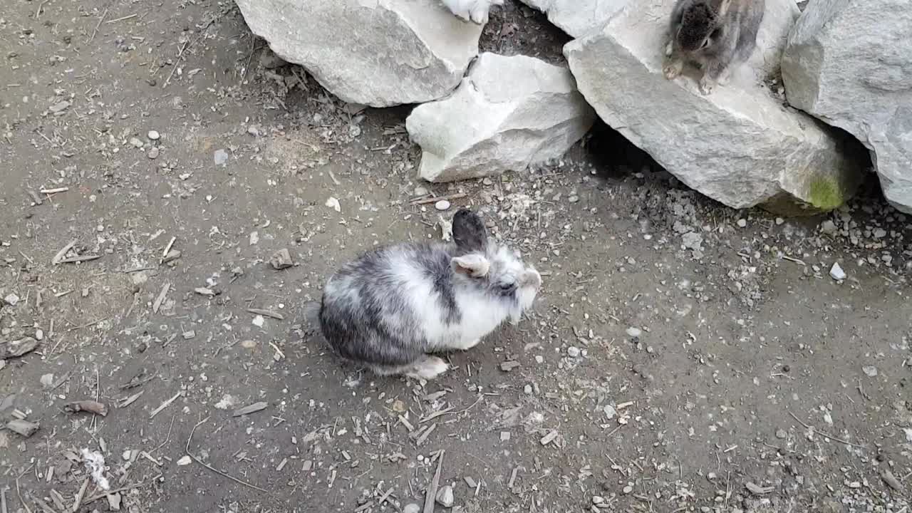 Rabbits playing in the garden on rocks.