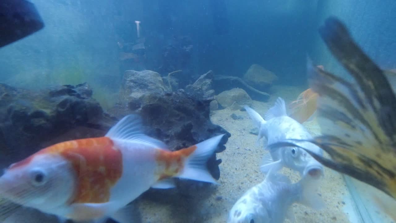 koi y peces tiburón juntos preguntándose por comida en el acuario