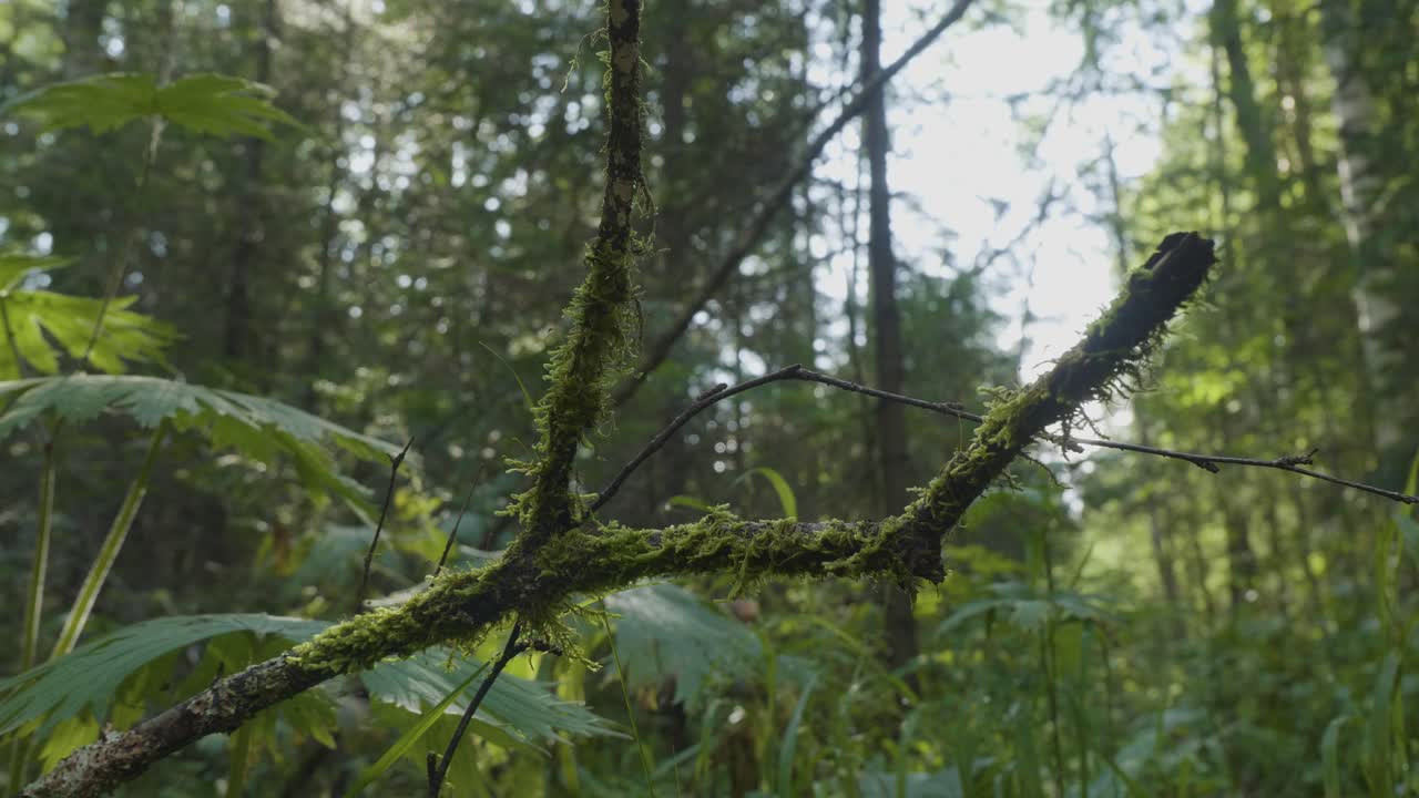 rama del bosque con musgo