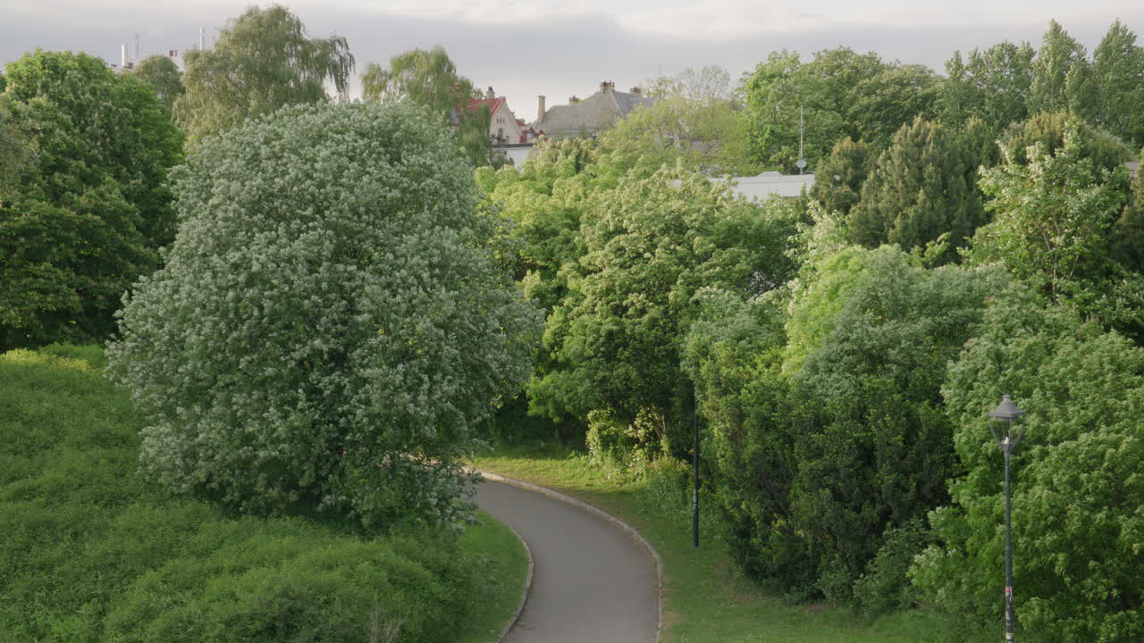 Curved pedestrian path winding through dense leafy park with tall summer trees and distant rooftops on a windy summer day. Shot in Oslo, Norway.