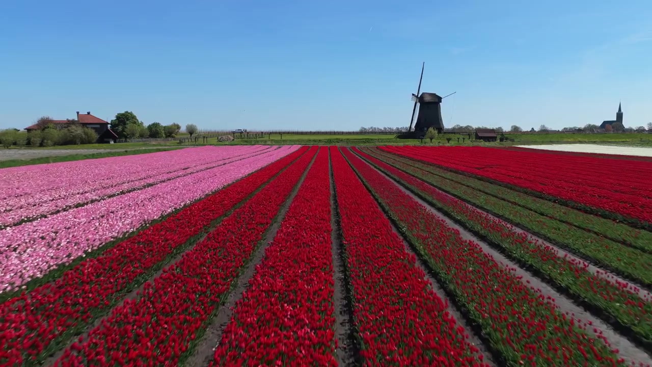 Drone che vola sopra campi di tulipani olandesi e un mulino a vento