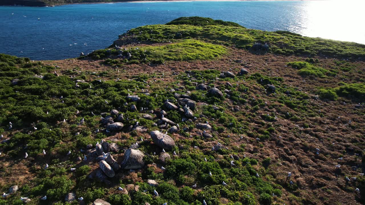 Seagulls At Cook Island Nature Reserve In NSW, Australia - Drone Shot