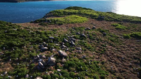 seagulls at cook island nature reserve in nsw, australia - drone shot
