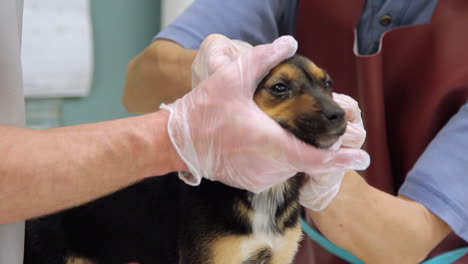 a veterinarian and assistant cleaning the ears of a puppy at the clinic