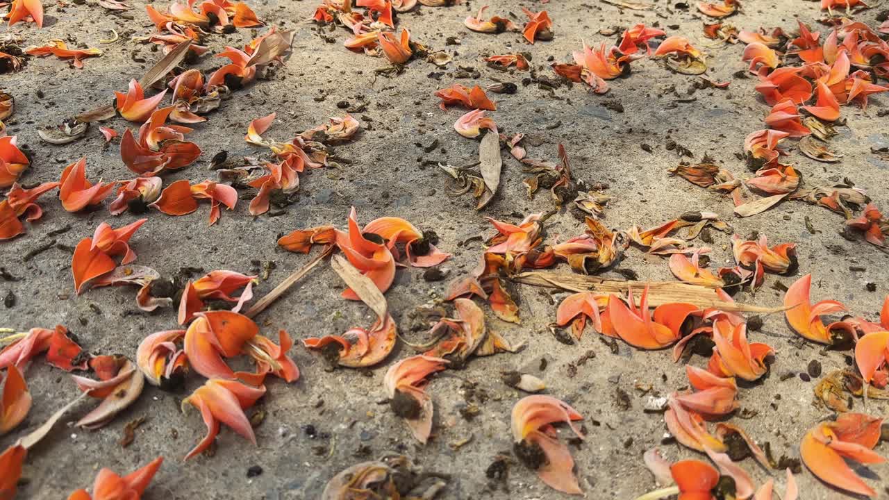 Bright red flower of tree called flame of the forest, Bengal kino, dhak or palash scattered on the ground
